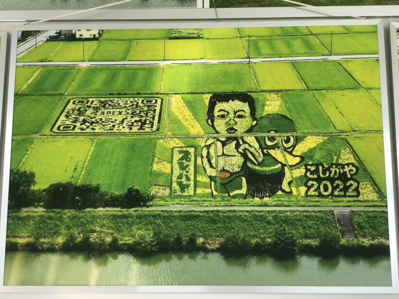 こしがや田んぼアート2022